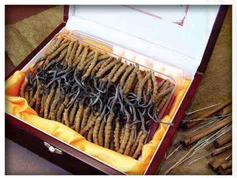 民和冬虫夏草回收